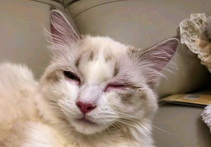 猫咪为什么会传染严重的猫疾病,猫咪传染猫咪的病有哪些症状