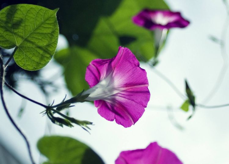 硬枝老鸭嘴开花,硬枝老鸭嘴几年开花