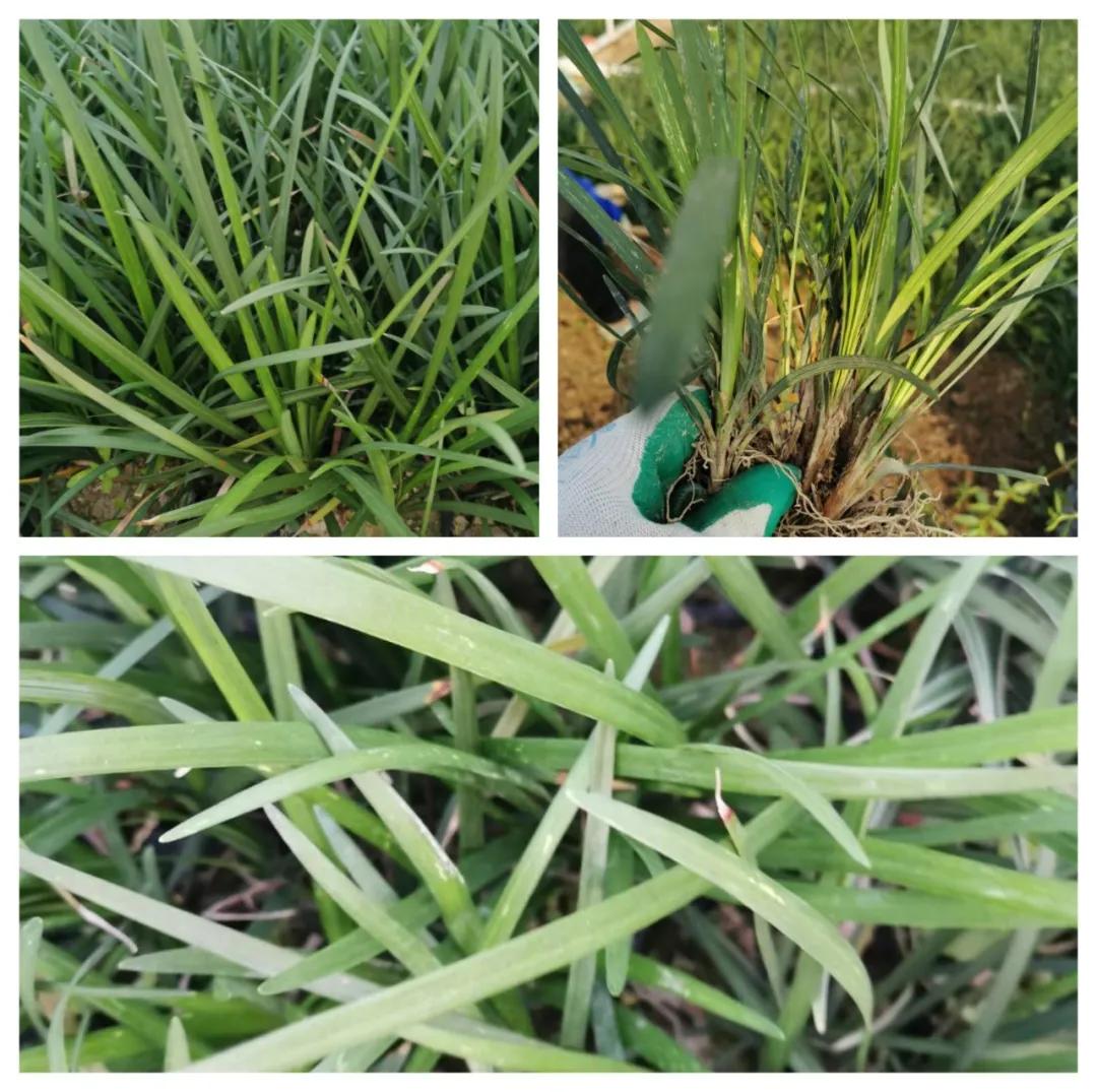 鑻椾粨浼氬憳,鑻椾粨浼氬憳鏈嶅姟