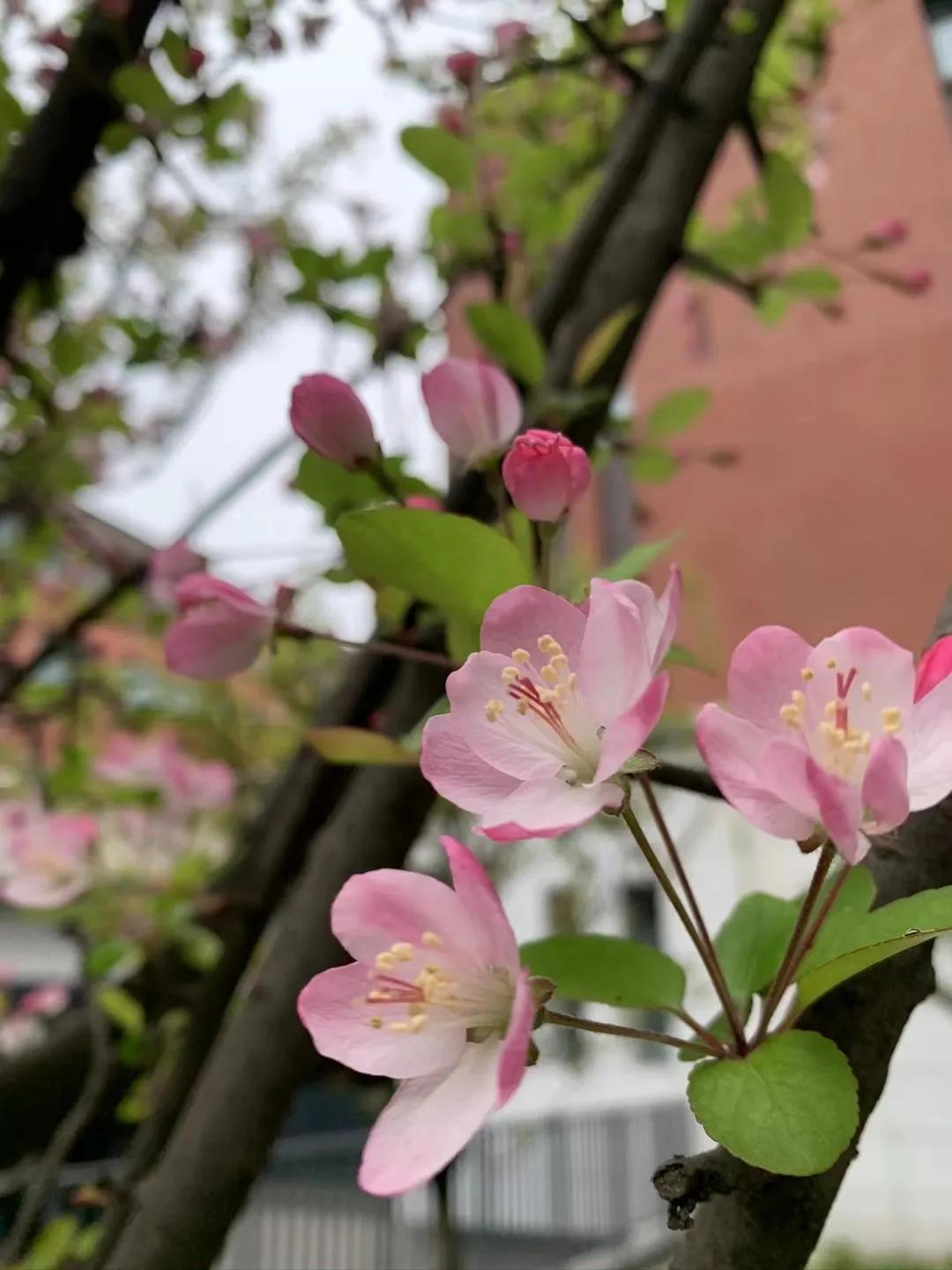 天府新区2024年小学春季开学,天府新区华阳小学2018毕业典礼