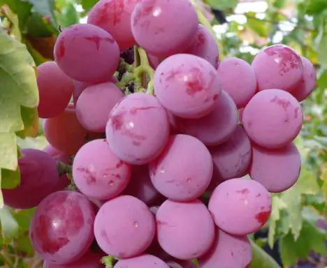 提子和葡萄有什么区别吗,夏黑提子和葡萄的区别