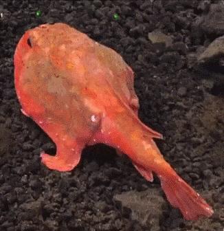 生物学的惊天大秘密,你不可不知的五十个生物学知识