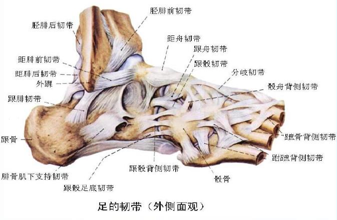医学科普疑似骨折的正确处理方法,跟骨骨折彻底恢复的概率