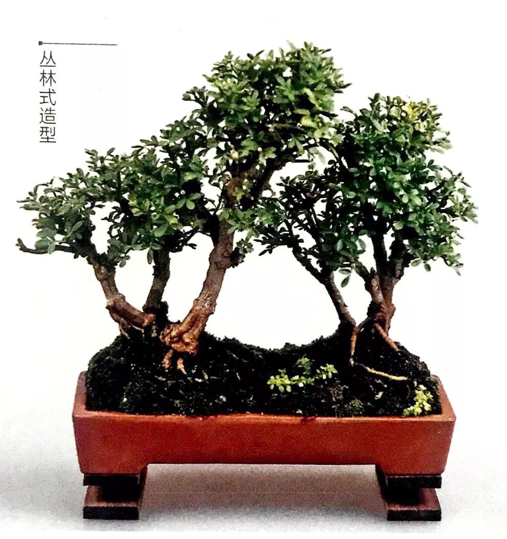 100种盆景造型欣赏,园林盆景微型盆景