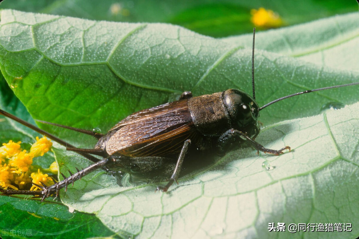 钓草鱼有什么特效饵料好用,钓草鱼的最佳草饵