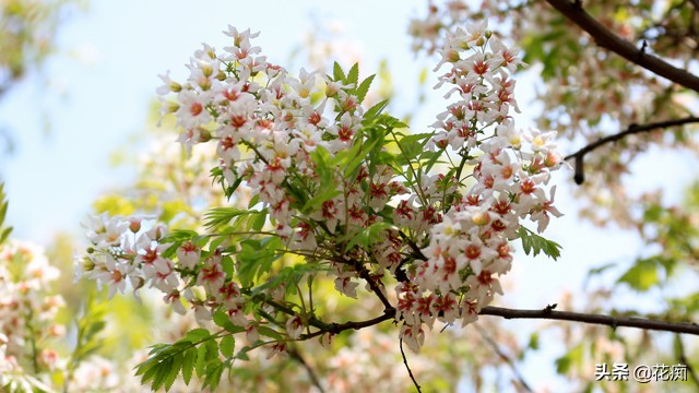 独一无二的文冠花,庭院文冠花