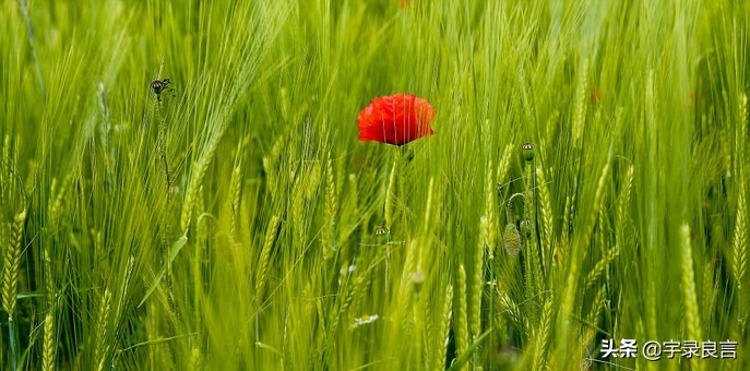 人生正能量的阳光短句句句精辟,正能量生活充满阳光的句子