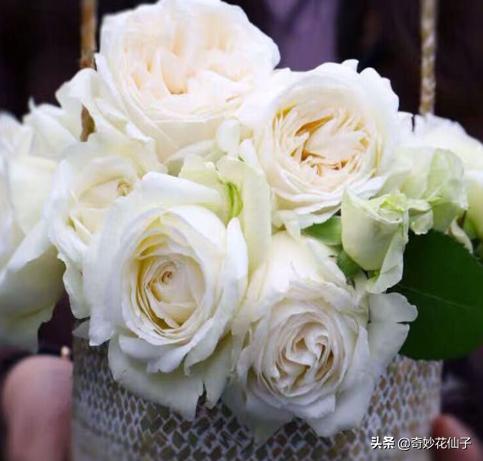 给大家推荐几款皮实好养的月季,好养不生病的月季有哪些品种