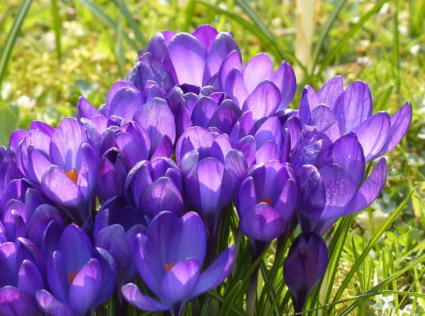 藏红花的冬季养殖方法与注意事项,藏红花植物精油按摩注意事项