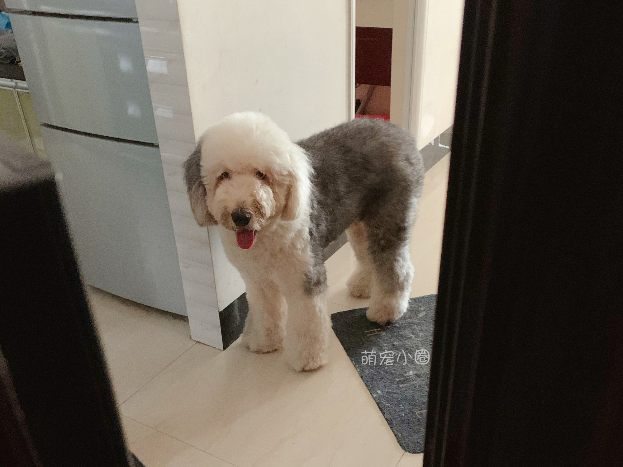 一只狗狗在家里面会无聊吗,狗狗自己在家会不会很无聊