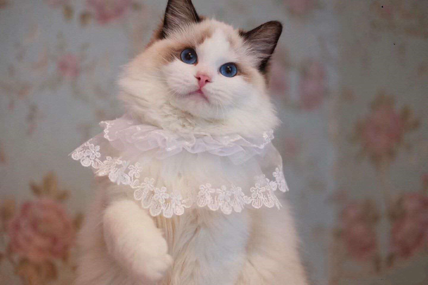 预防狗狗皮肤病维生素,预防皮肤病用什么给猫洗澡