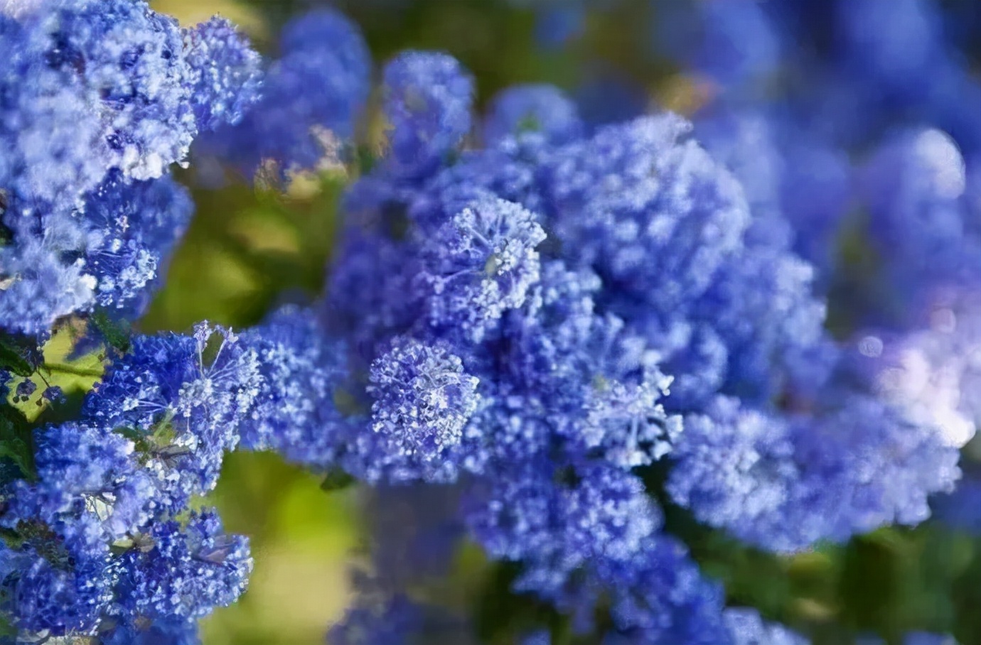 美洲茶寓意是什么,美洲茶蓝色海洋