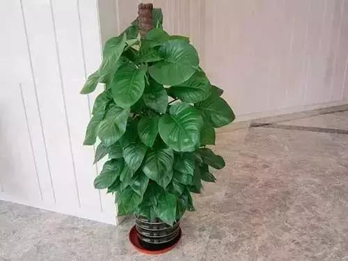 大叶绿萝养护方法及注意事项,大叶绿萝柱浇完水第二天就黄叶