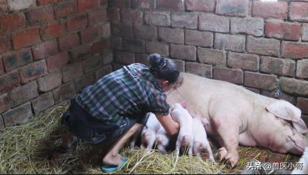 非瘟会引起拉稀吗,非瘟初期症状便秘