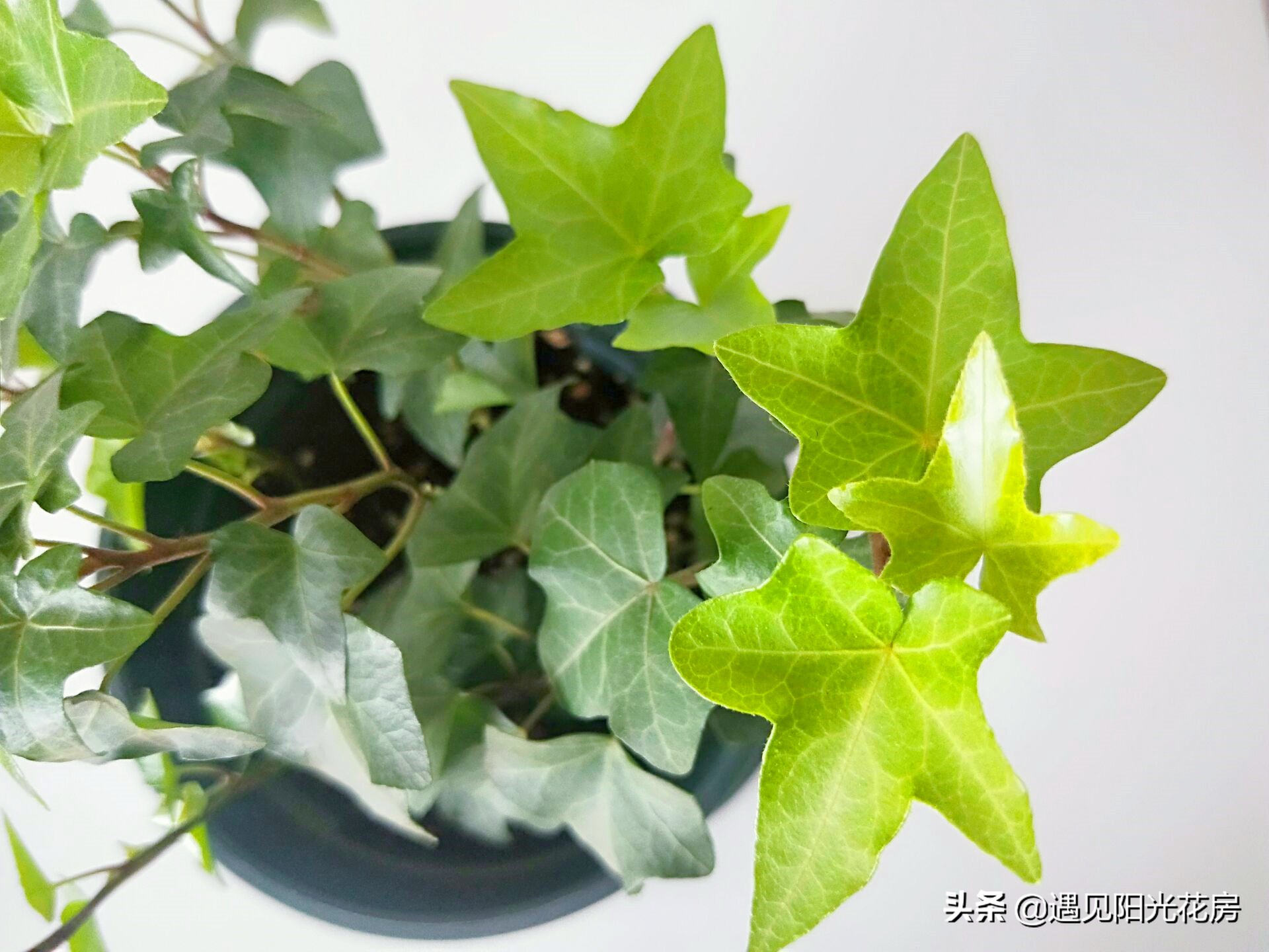 孕妇养花的注意事项,孕妇初期适合哪些比较容易养的花