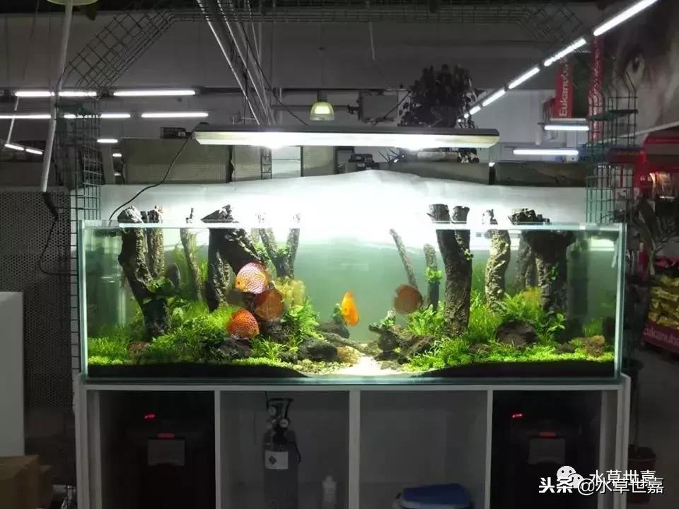 七彩神仙鱼水族箱布景,七彩神仙鱼苗繁殖技术
