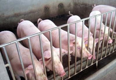 高效饲料添加剂：用猪毛、鸡毛、人毛、A3分解醇制作快速育肥技术