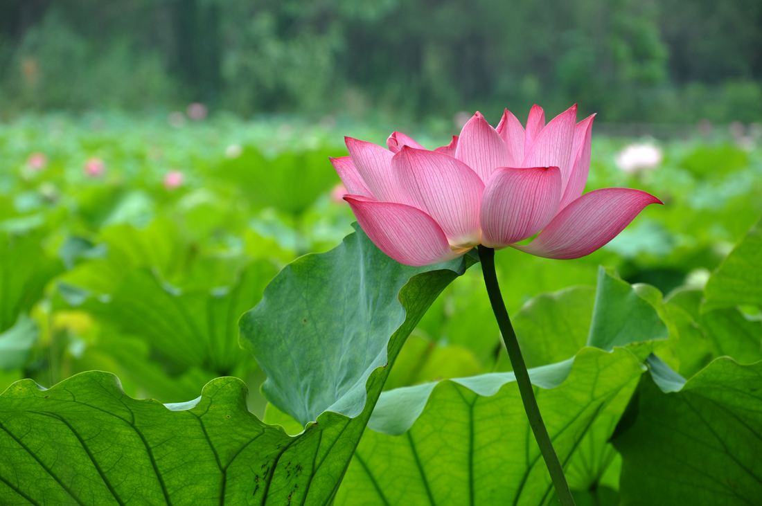 微山湖飘香鱼丸的正宗做法,微山湖手工鱼丸纯手工制作