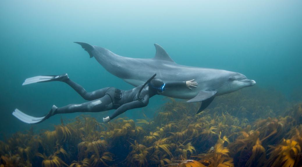 海豚的外形特征及繁衍方式,海豚生殖方式