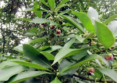 八角的香气是香料中最霸气的,八角和什么香料都具有芳香的气味