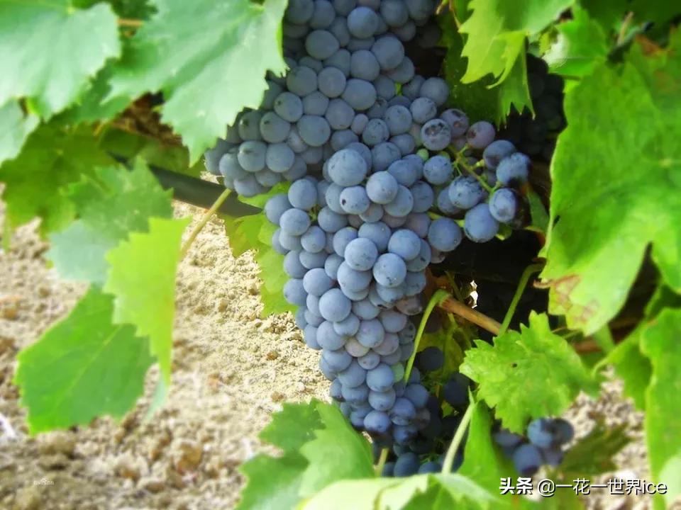 中国在俄罗斯能种植的水果 (俄罗斯进口中国水果有最新消息吗)