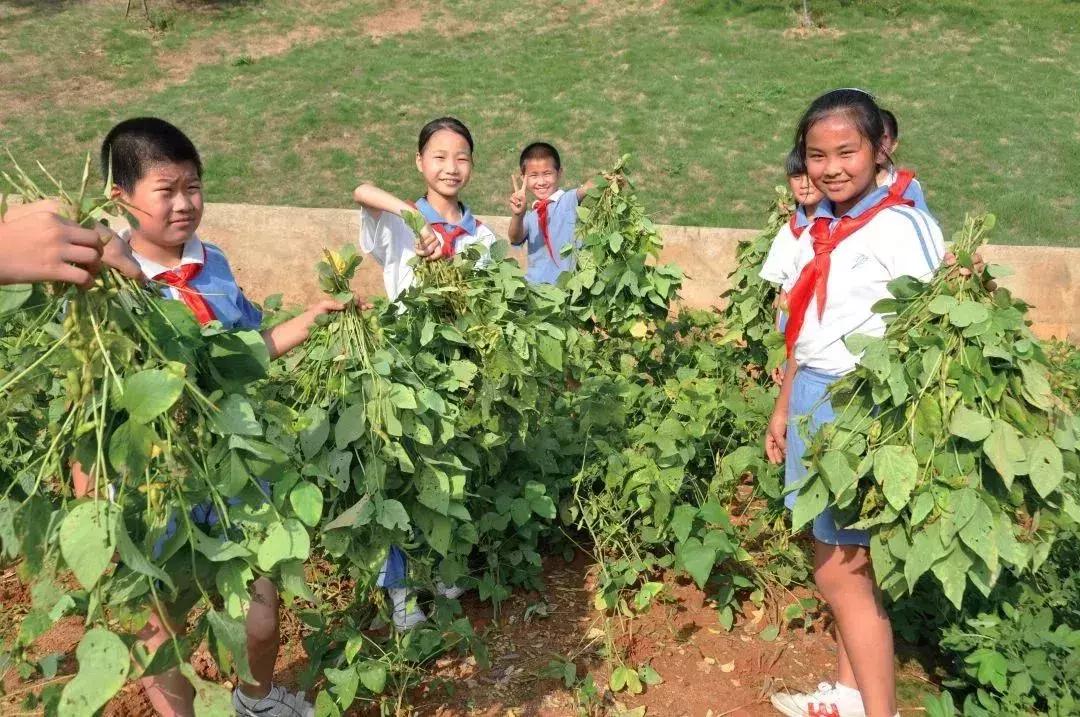 凤凰学校招生简章,凤凰学校招生公告