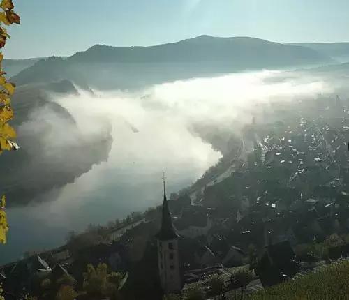 阿尔萨斯雷司令葡萄酒,雷司令葡萄酒