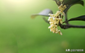 常恐秋风早飘零君不知是谁写的,常恐秋风早飘零君不知全诗