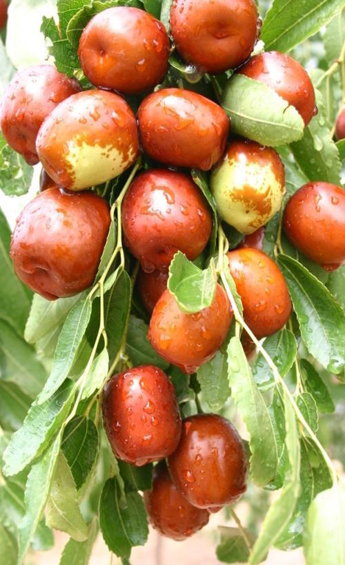 山西稷山板枣是什么颜色,山西省稷山县板枣介绍