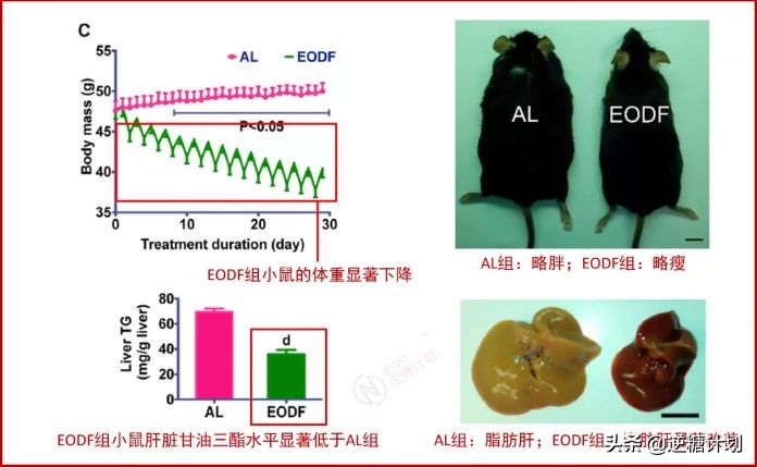 怎样做轻断食瘦得快,如何轻断食比较健康