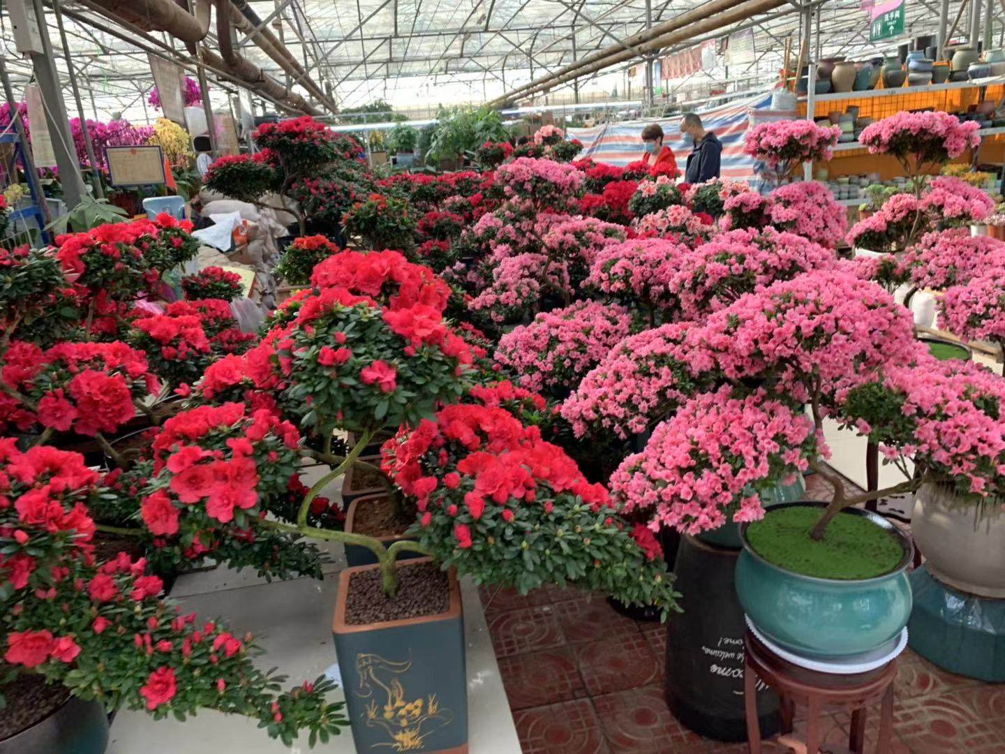 花卉市场旺季不旺的原因,花卉市场迎来销售高峰