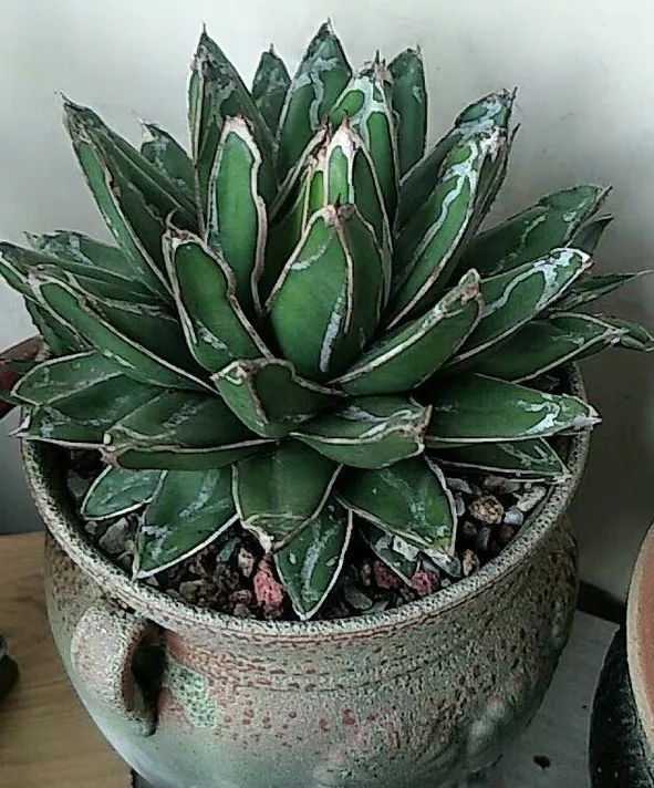 八种好看又好养的多肉，看看你家养了几种？