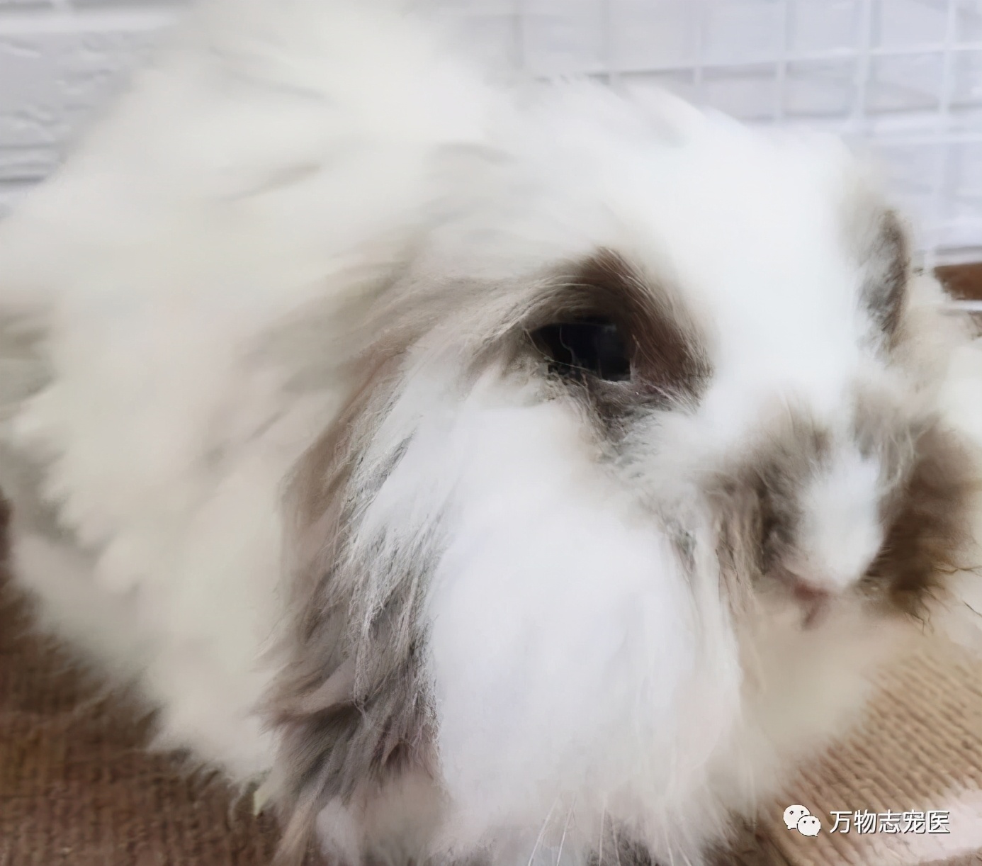 兔子有没有粉色,兔子有只眼睛看不见黑瞳都是白的