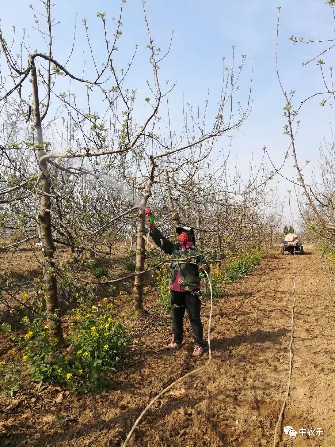 惊蛰过后果园清园和用药,惊蛰要干些什么农活