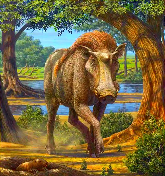 猪的历史怎么来的,猪的由来和猪的特点