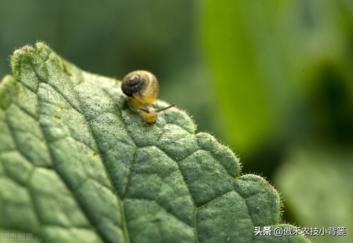 种植蔬菜蜗牛很多怎么办,蔬菜上的蜗牛用什么方法治