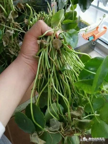 绿萝铜钱草家庭养殖,绿萝发财树黄叶子怎么办呢