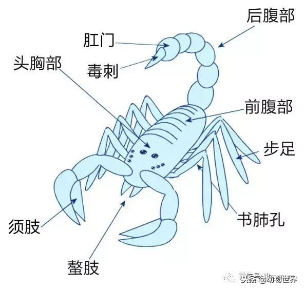 蝎子的全名叫什么,蝎子百科全书