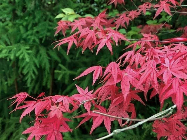 老边沟赏枫叶线路,红枫岭什么时候看枫叶最好