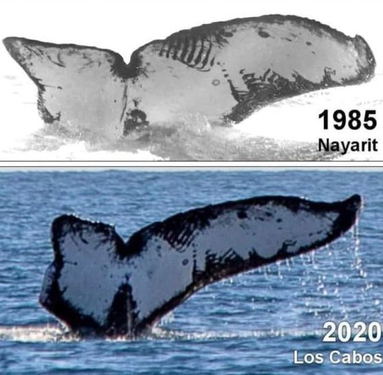 显微镜下蚂蚁的真实面目图片,蚂蚁在显微镜下的样子图片