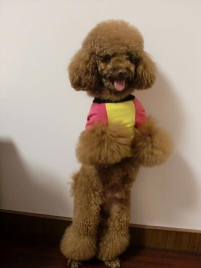 成年贵宾犬标准体重,贵宾犬一般最重是多少斤