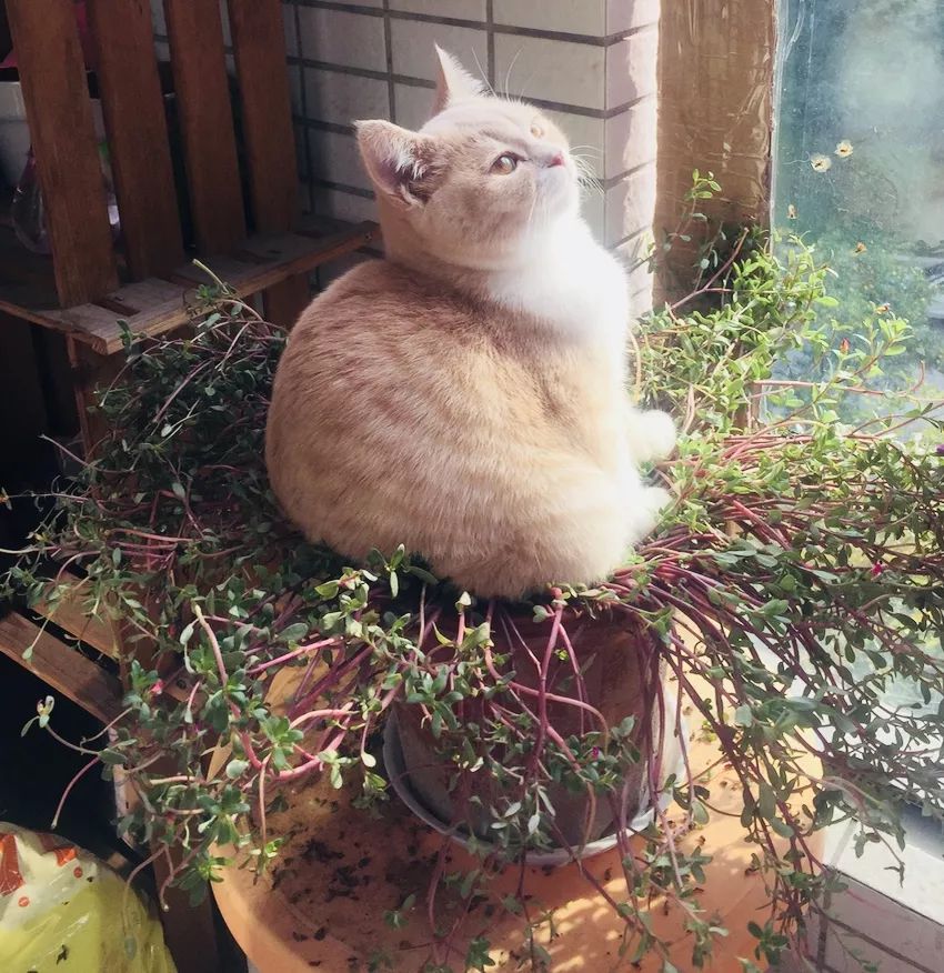 用过都无限回购的粉底液,兰蔻菁纯粉底液无限回购