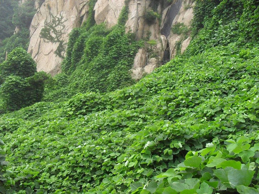 葛粉搭配什么最好吃,粉葛搭配什么食材煲汤好