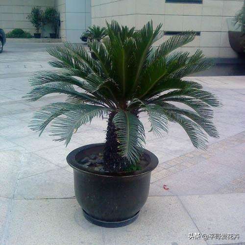 铁树不生根怎么办,铁树不茂怎么办