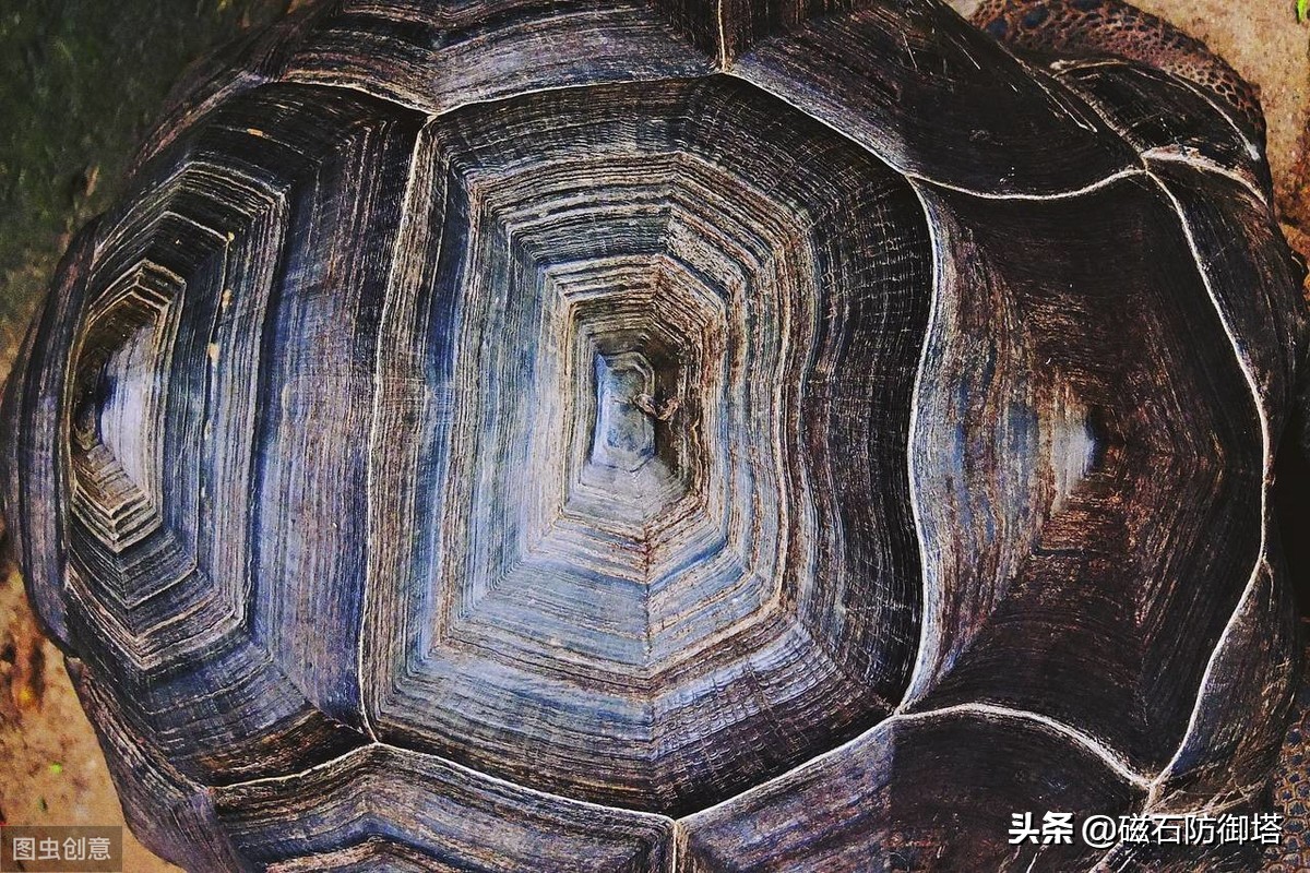 神龟虽寿犹有竟时解释,神龟虽寿犹有竟时什么意思