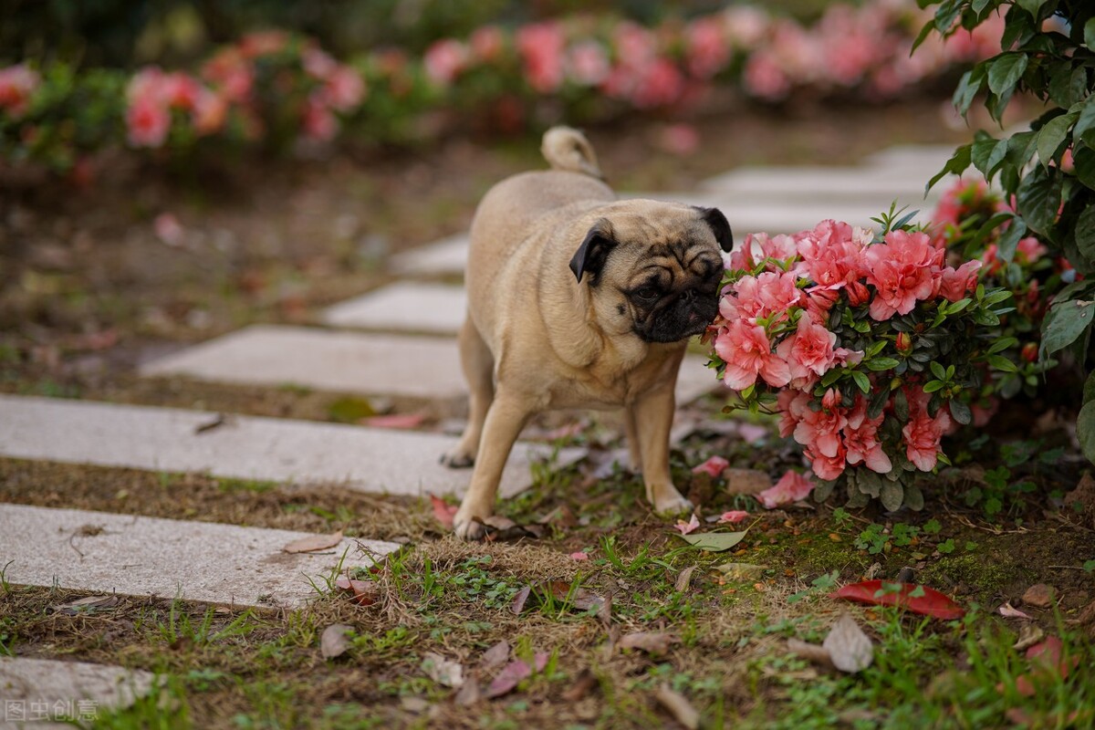 巴哥犬好养吗养巴哥犬的注意事项,八哥犬和巴哥犬有什么区别呢