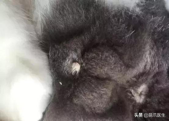 怎样让猫咪喝水才正确,猫咪进厕所喝水