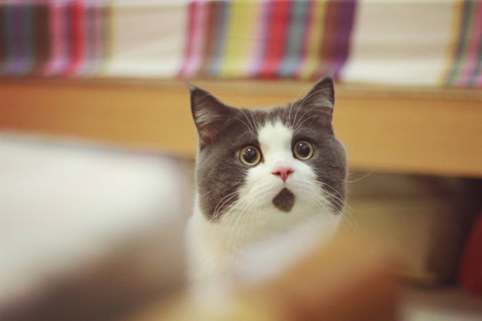 家里养猫的要不要频繁搞卫生,养猫咪可以点什么蚊香