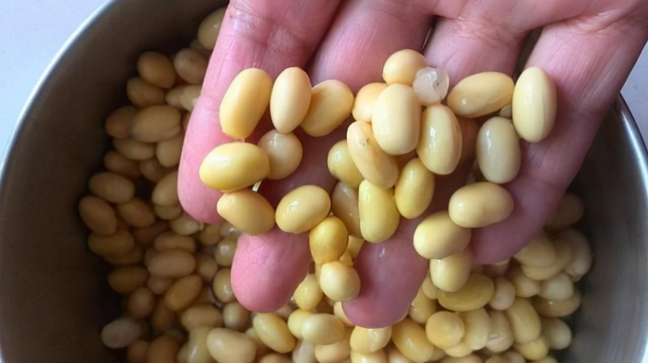 打豆浆湿豆,干豆豆浆和湿豆豆浆有什么区别