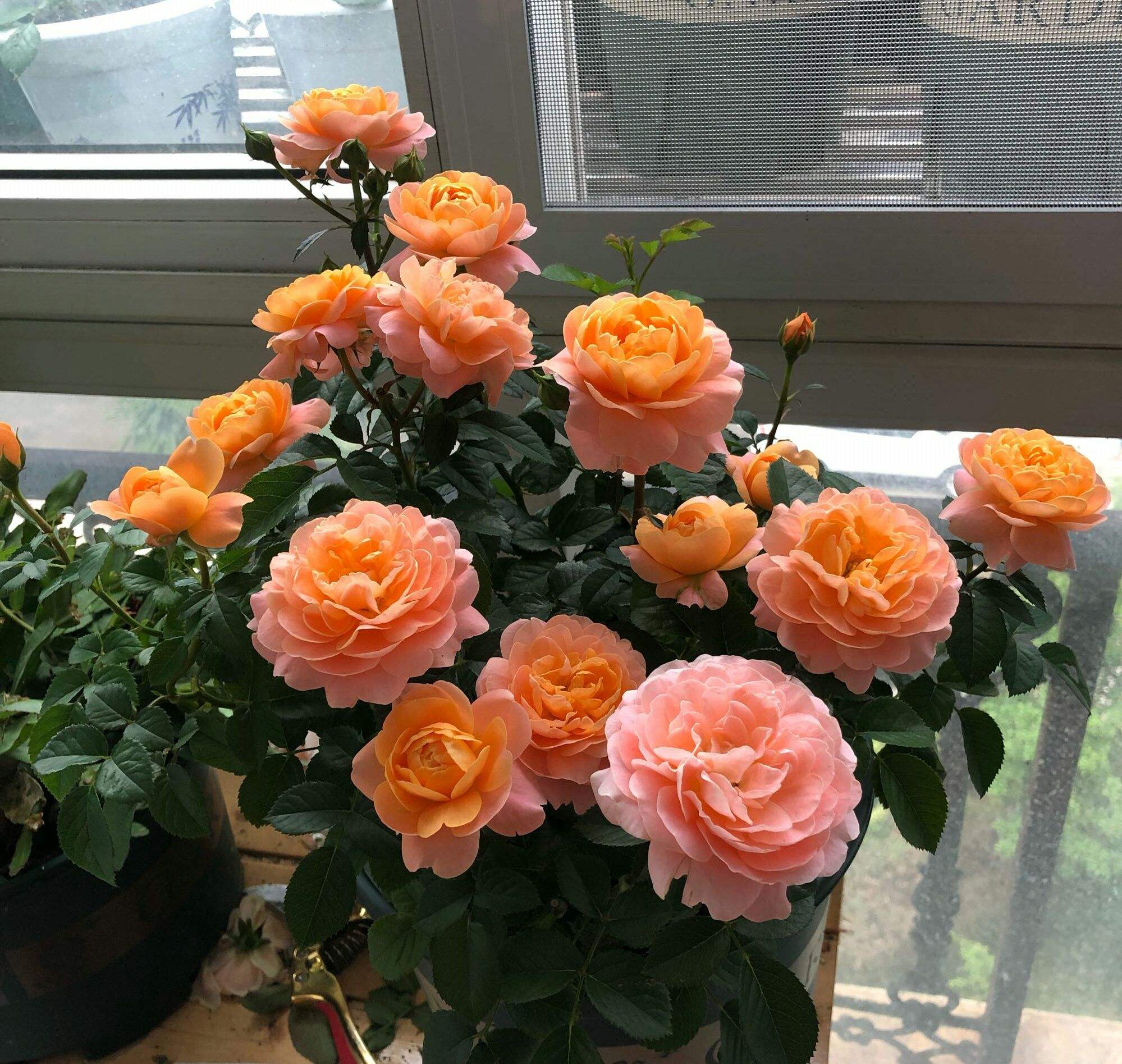 月季花黄叶怎么办?“3招”让它绿油油,变茂盛,花儿越开越多